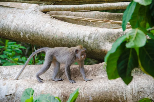 Scimmia sull'isola di Bali — Foto Stock
