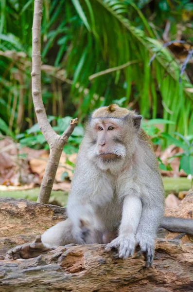 Bali adasındaki maymun. — Stok fotoğraf