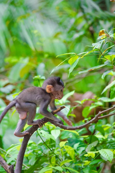 Μαϊμού μωρό στο νησί του Μπαλί — Φωτογραφία Αρχείου