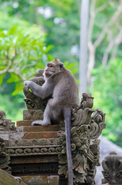 巴厘岛上的猴子 — 图库照片