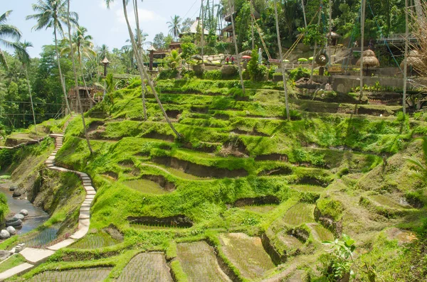 Tegallalang Rýže Terasa na ostrově Bali — Stock fotografie