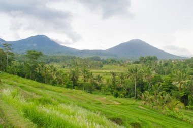 Bali adasında Jatiluwih pirinç terası