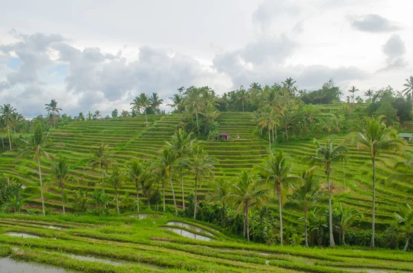 Jatiluwih rice terrace на острові Балі — стокове фото