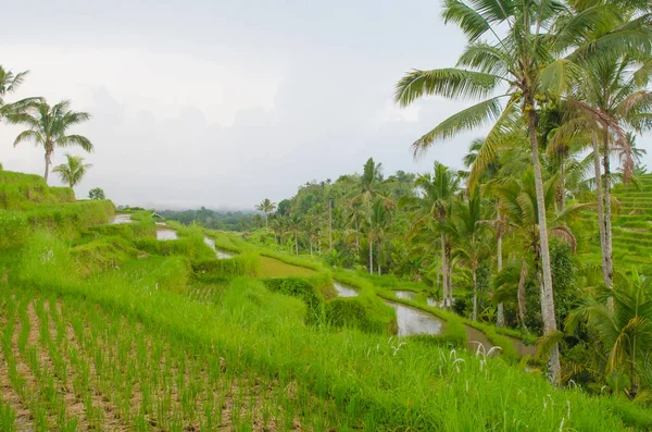 Bali adasında Jatiluwih pirinç terası