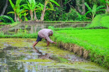 Bali 'de pirinç tarlası işçisi.