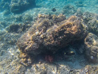 Gili Trawangan 'daki Bali sualtı dünyası