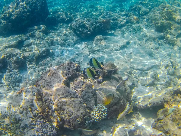 Gili Trawangan Tropické Ryby — Stock fotografie