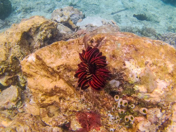 Gili Trawangan 'da Bali Mercanı