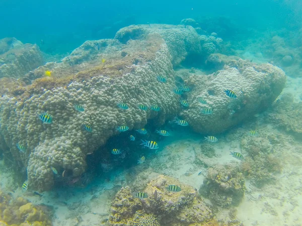 巴厘岛Gili Trawangan水下世界 — 图库照片