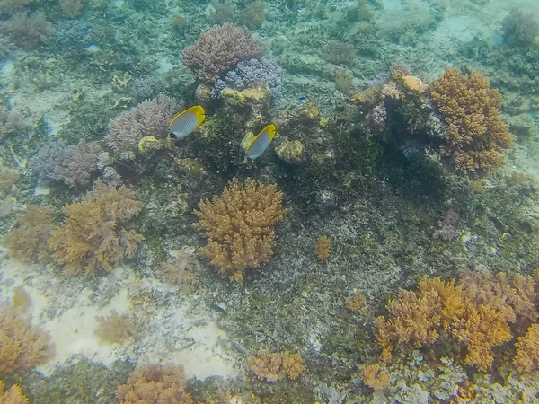 Gili Trawangan 'daki Bali sualtı dünyası