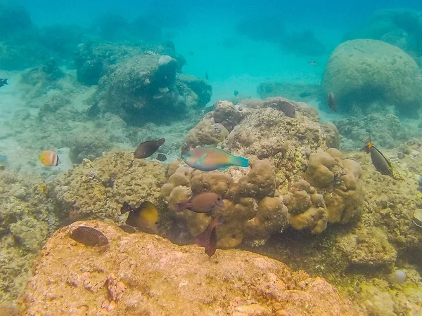 Gili Trawangan 'daki Bali sualtı dünyası