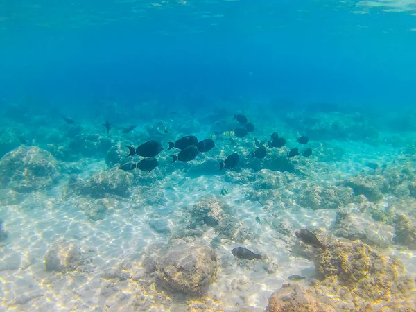 Gili Trawangan 'da Bali resif balığı