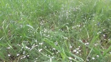 Küçük beyaz çiçekli yeşil çayır