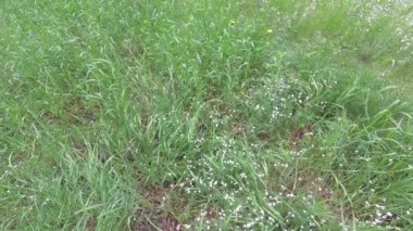 Küçük beyaz çiçekli yeşil çayır