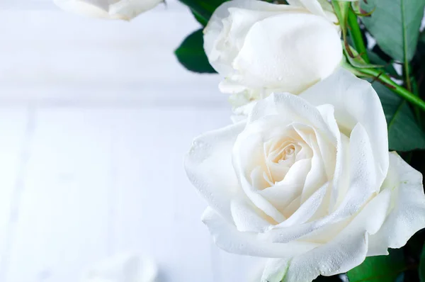 White rose on a background — Stock Photo, Image