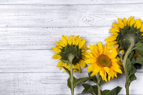 sonbahar arka plan ayçiçeği ile