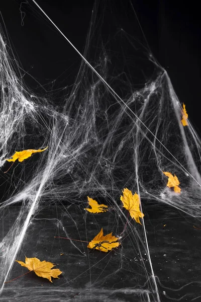 Cobweb or spiders web against a black background, — Stock Photo, Image