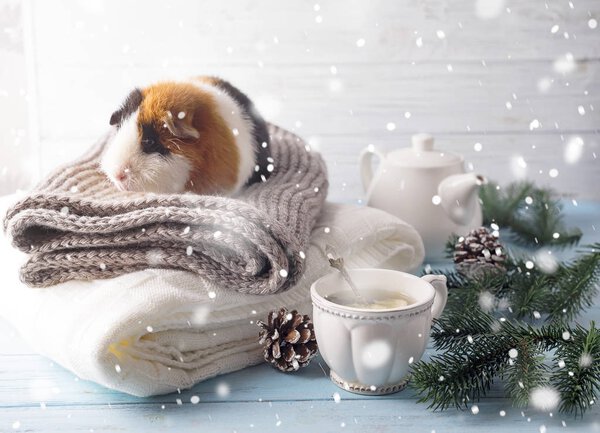 New years eve hamster with tea and Christmas tree