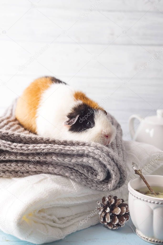 Christmas card with guinea pig