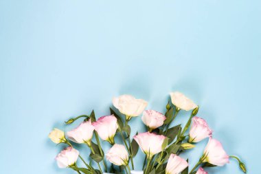 Mavi arka planda çiçek açan pembe Eustoma, düz yatıyordu. Sevgililer günü, doğum günü, anne ya da düğün kartı.