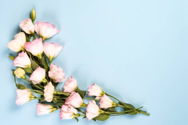 Merkezinde pembe Eustoma 'dan yapılmış boş bir boşluk olan çerçeve kompozisyonu düz yatıyordu. Mavi arkaplanda çiçekli dekoratif köşeler.