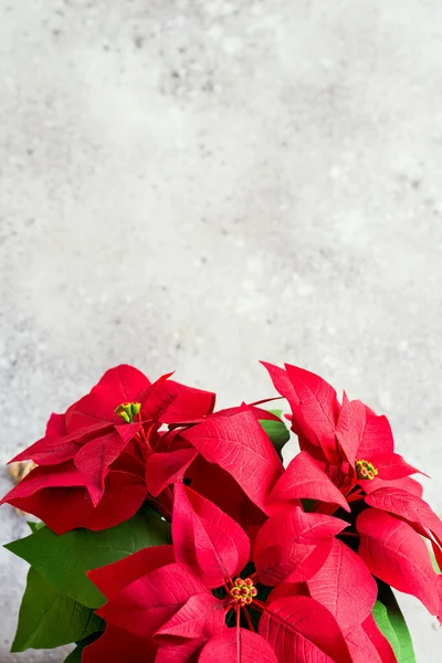 Fleur de Noël poinsettia sur fond clair. Photo tonique naturelle — Photo