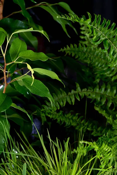 Folha verde tropical com gotas de água no fundo preto — Fotografia de Stock