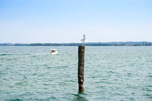 Gaivota sentado no velho retrato do mar pólo na cidade de Riva del Garda — Fotografia de Stock