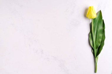 Yalnız ilkbahar sarı lale çiçekleri taştan arka planda, düz yerde kopya alanı ile.