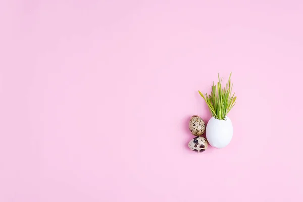 Grama de Páscoa crescendo em casca de ovo e ovos de codorna em um fundo rosa. Conceito ecológico — Fotografia de Stock