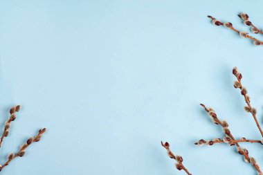 Mavi arka planda çiçek tomurcuğu olan amcık söğüt dalları, boşluğu kopyala