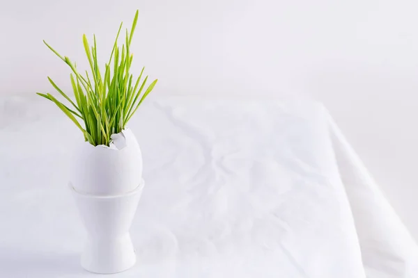 Easter grass growing in egg shell on a egg tray on white table. Hydroponic concept — Stock Photo, Image