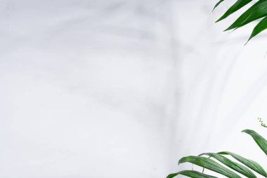 Beyaz duvardaki yaprakların gölgesi