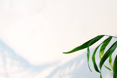Palmiye yaprakları ve yaprakların gölgesi beyaz bir duvarda