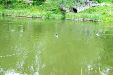 Park gölünün yeşil suyunda iki erkek yaban ördeği çimen ve taş köprüyle kıyıya karşı..