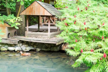 Wooden houses for ducks on a pond with light turquoise water and sumach tree on the bank.