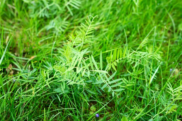 Primer plano fondo natural de hierba verde fresca con pequeñas gotas de agua . — Foto de Stock