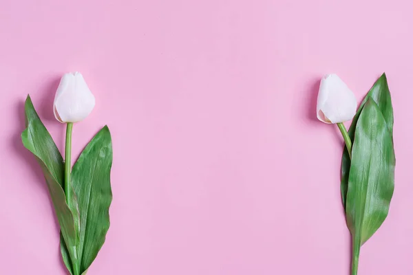 Parabéns Cartão Postal Com Moldura Borda Duas Tulipas Rosa Concurso — Fotografia de Stock