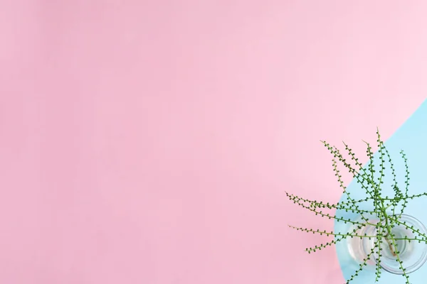 Duotone pastel rosa azul fundo decorativo com folha tropical verde em um vaso de vidro . — Fotografia de Stock