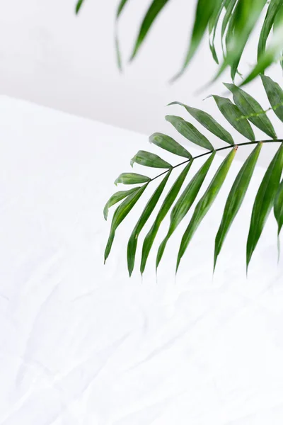 Quadro de canto saudação de galhos verdes de folhas de palma exóticas tropicais acima do fundo branco têxtil . — Fotografia de Stock