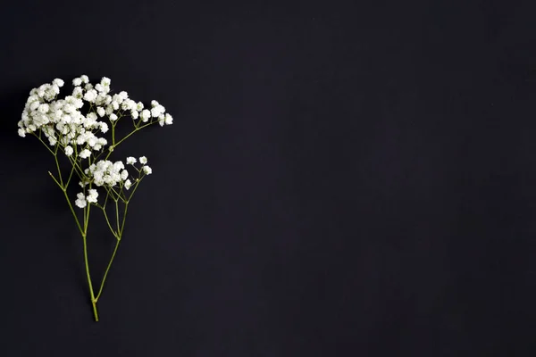 Čerstvé květinové větvičky z gypsophila rostliny jako roh vítání hranice na černém pozadí. Horní pohled. — Stock fotografie