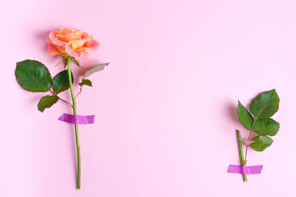 Borda de canto de flor de rosa fresca e folha verde anexada por fita em um fundo rosa claro . — Fotografia de Stock