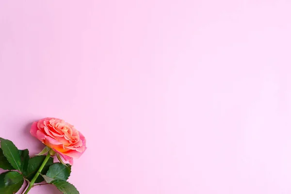 Quadro festivo de canto de flores de rosas florescentes frescas em um fundo rosa — Fotografia de Stock