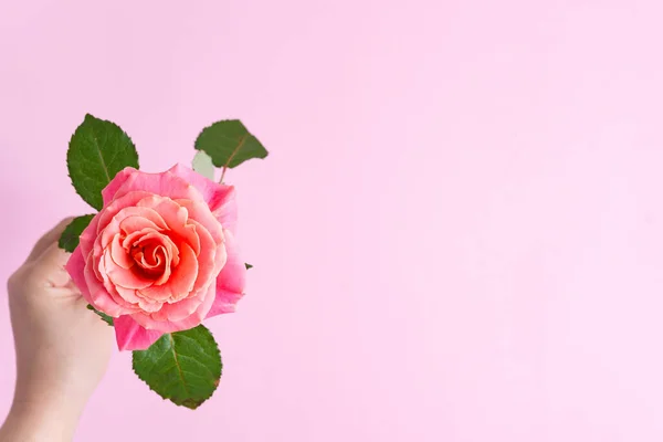 Quadro festivo de canto de flores de rosas florescentes frescas em um fundo rosa — Fotografia de Stock