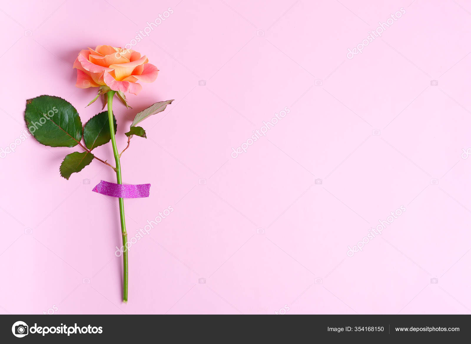Borda de canto de flor de rosa fresca anexada por fita em um fundo rosa  claro . — Foto © lyulka.86 #354168150, image size:1600x1168
