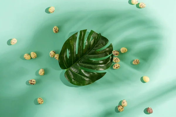 Composición de saludo de pequeños huevos de codorniz y planta de hoja tropical verde con sombra sobre fondo pastel turquesa . —  Fotos de Stock