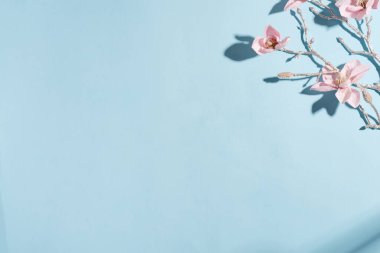 Açık mavi arkaplanda sert gölgeli taze orkide dalından karşılama köşesi kompozisyonu.