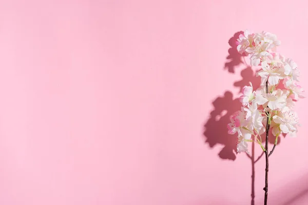 Кутова рамка вітання від квітучої гілки свіжої квітки орхідеї з твердими тінями на світло-рожевому тлі . — стокове фото
