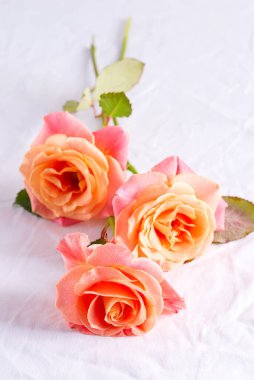 Masanın üzerinde açık gri bir duvara karşı beyaz kumaşla kaplanmış güzel bir buket taze doğal gül çiçekleri..