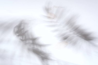 Açık gri arka planda tropikal palmiye bitkisinin gölgeleriyle dekoratif arkaplan.